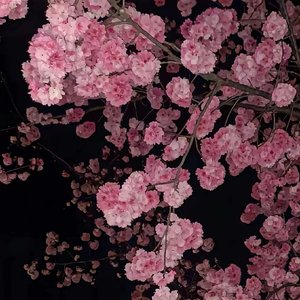 《벚꽃이 지면》 (如果樱花凋落)