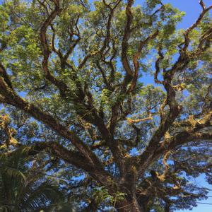 그때엔 이런 향기가 났었네