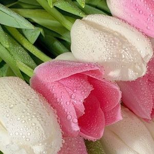 我的道姑朋友MIX