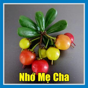Nhớ Mẹ Cha