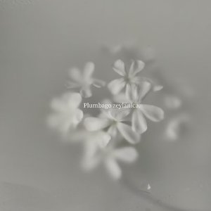 融雪