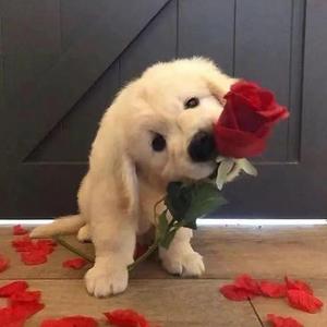 相爱恨早（Cover 那英）