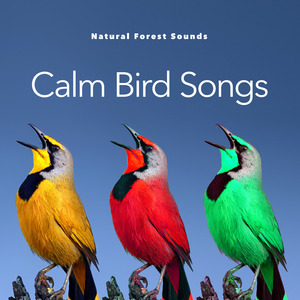 Wind Through the Backwoods