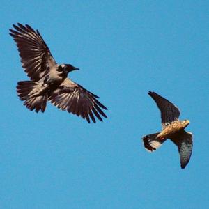 אלו ציפורים