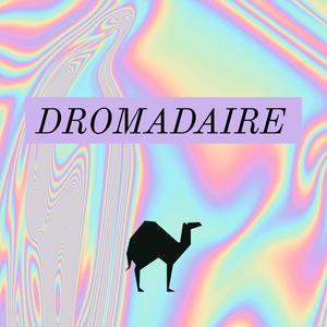 Dromadaire
