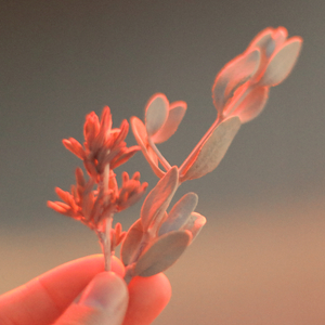 Merry Christmas Mr. Lawrence