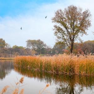 阿弥陀佛真言常拜颂
