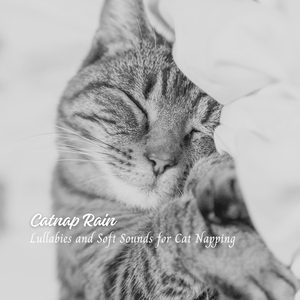 Rainy Forest Dwellers