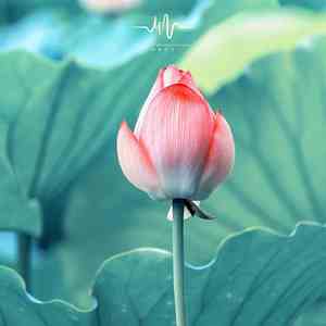 日暮苍山远 (自愈排箫)