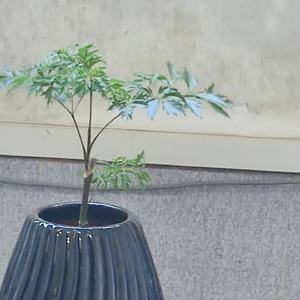 寂寞风铃
