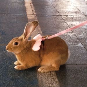 时迁（Cover耳朵玥）