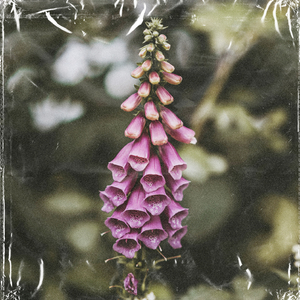 foxglove