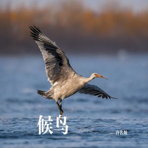 候鸟