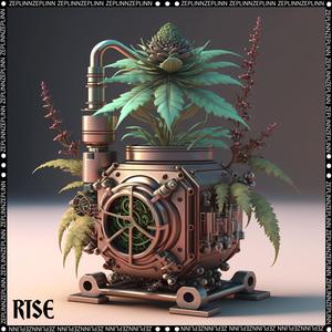 Rise