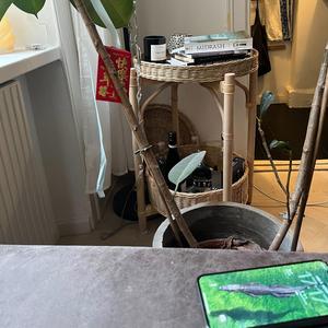 Mördardrakens morgonmys