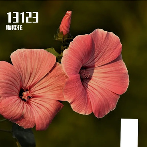 领匪胃穴