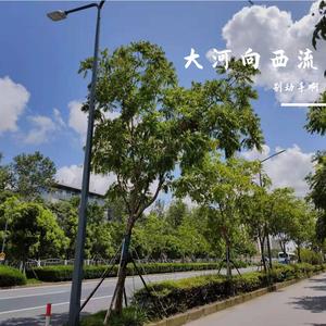 牧马城市（cover毛不易）