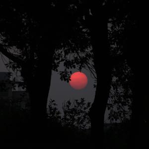树