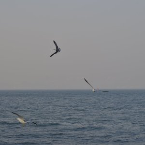 年年（cover：宋冬野）