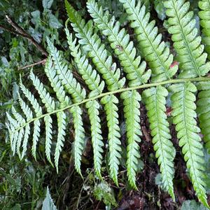 Matze-Dad-Norman live