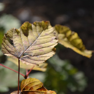 Lucid Dream (Original Mix)