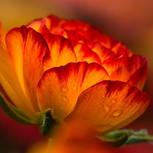 火音古筝 心火渐内敛