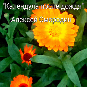 Календула после дождя