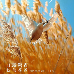 爱而不得的遗憾星河