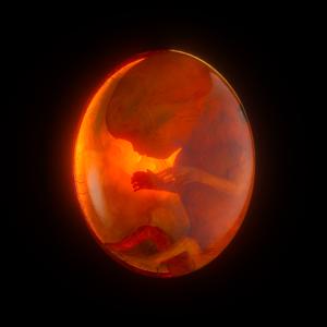 文明 (The Great Beyond)