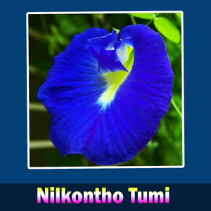 Nilkontho Tumi