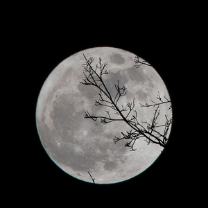 椿（原唱沈以诚）