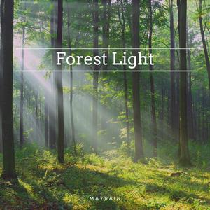 Forest Light