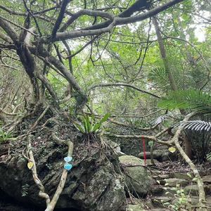 飞向生命彼岸的希望之翼