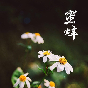 蜜蜂（Cover 万岁爺）