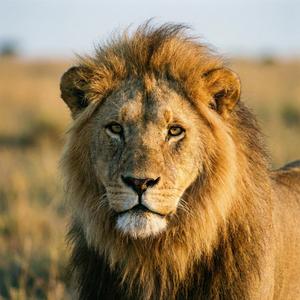 צמאה לך נפשי