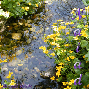 Naiad
