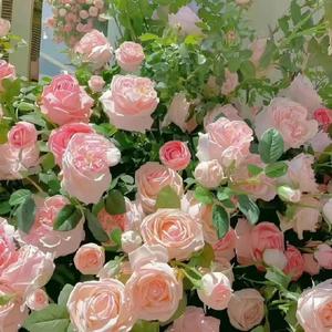 下辈子还要和你成个家