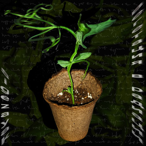 неважный бог