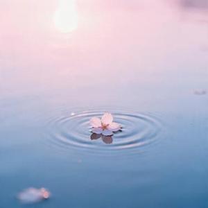 樱花树下的约定 (Cover 旺仔小乔)