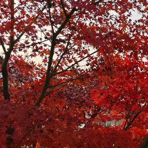 AI创作_游历-整曲