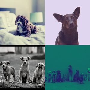 抚慰的放松的狗回忆