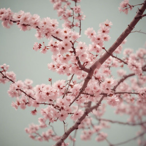 蘇る桜影