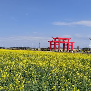 如梦如幻的爱情