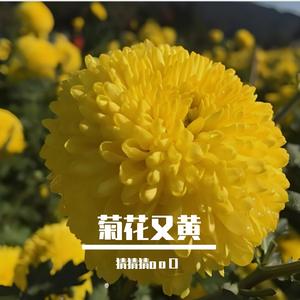 菊花又黄