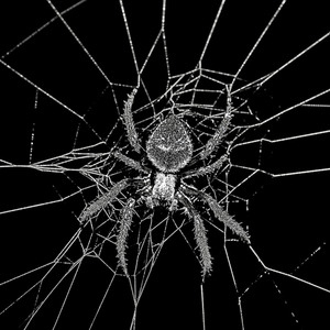 Spyder
