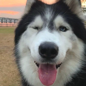 （苏陌安 remix）