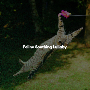 Sort (Relaxing Routines)