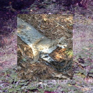 Ex // **** A WEDDING RING I'LL BUY A NECKLACE (prod. LIL HEARTBREAK)