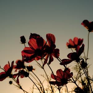 Mad at Disney (Sped Up)