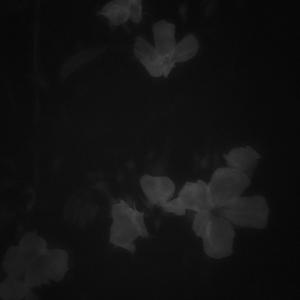 Полевые цветы Dub Version